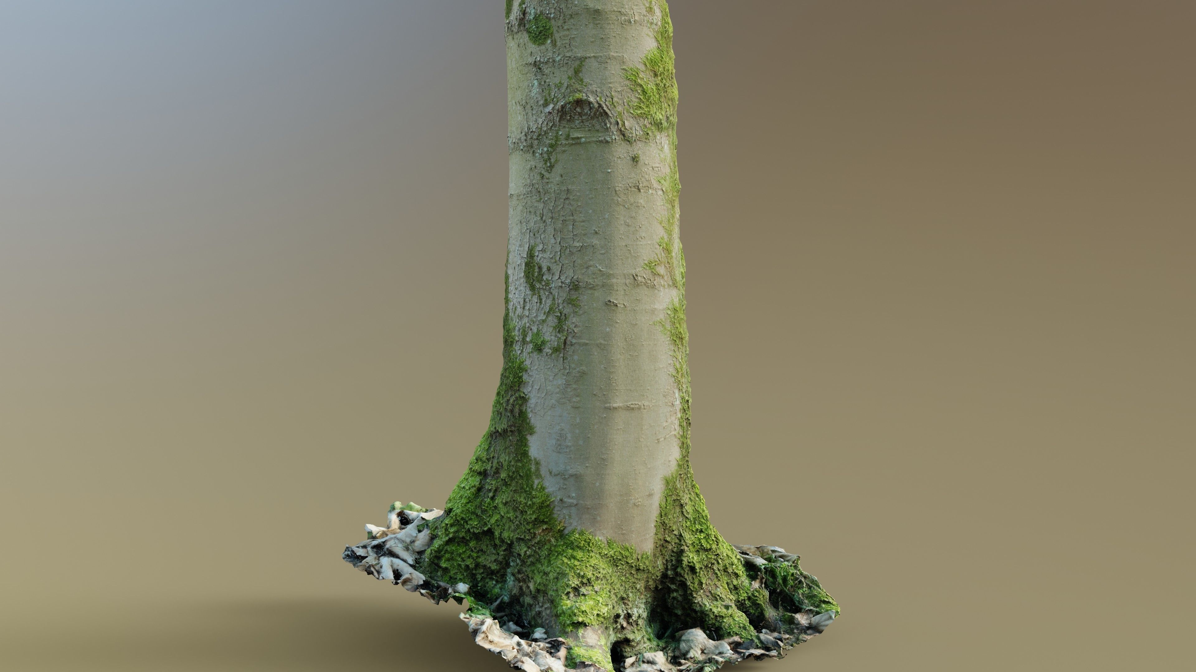 Mossy Beech Tree Trunk Low-poly 3D model_5