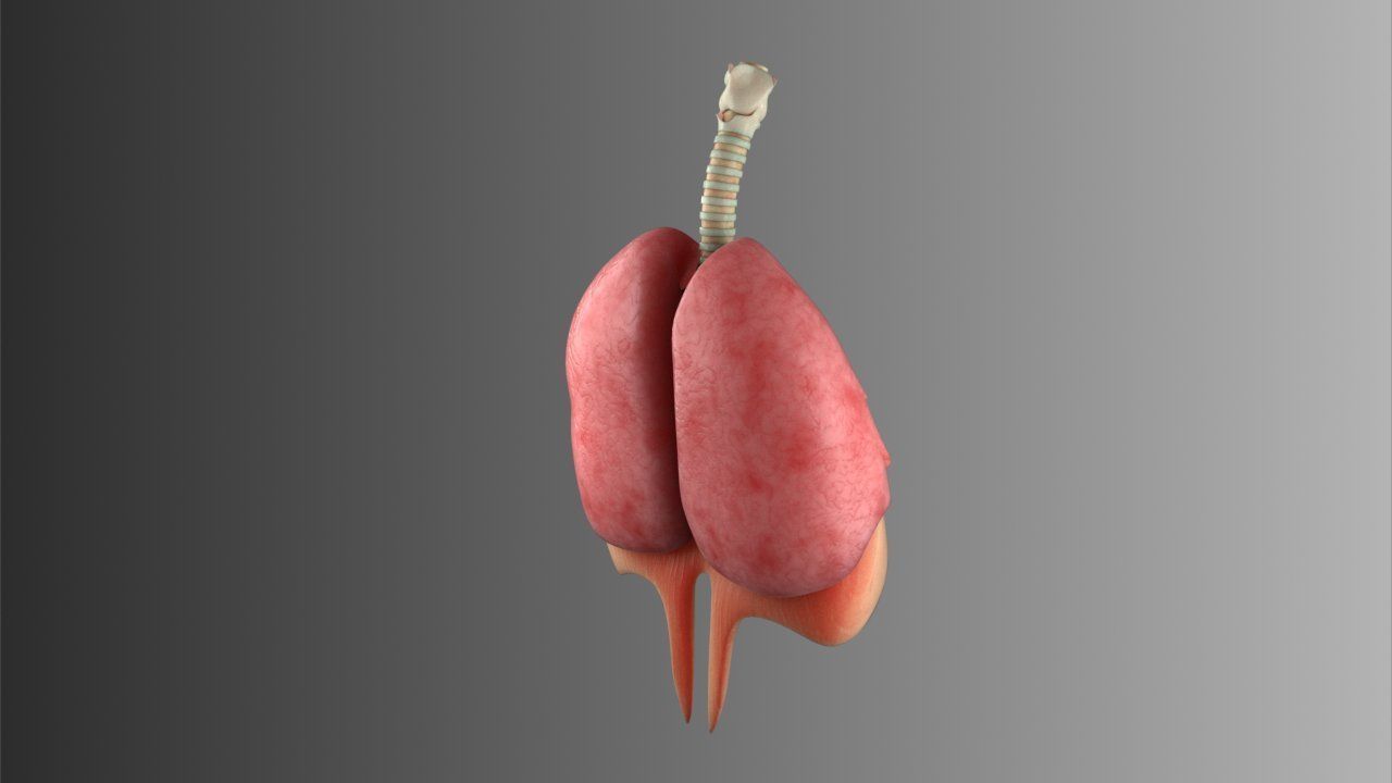 Lungs Animated 3D model_11