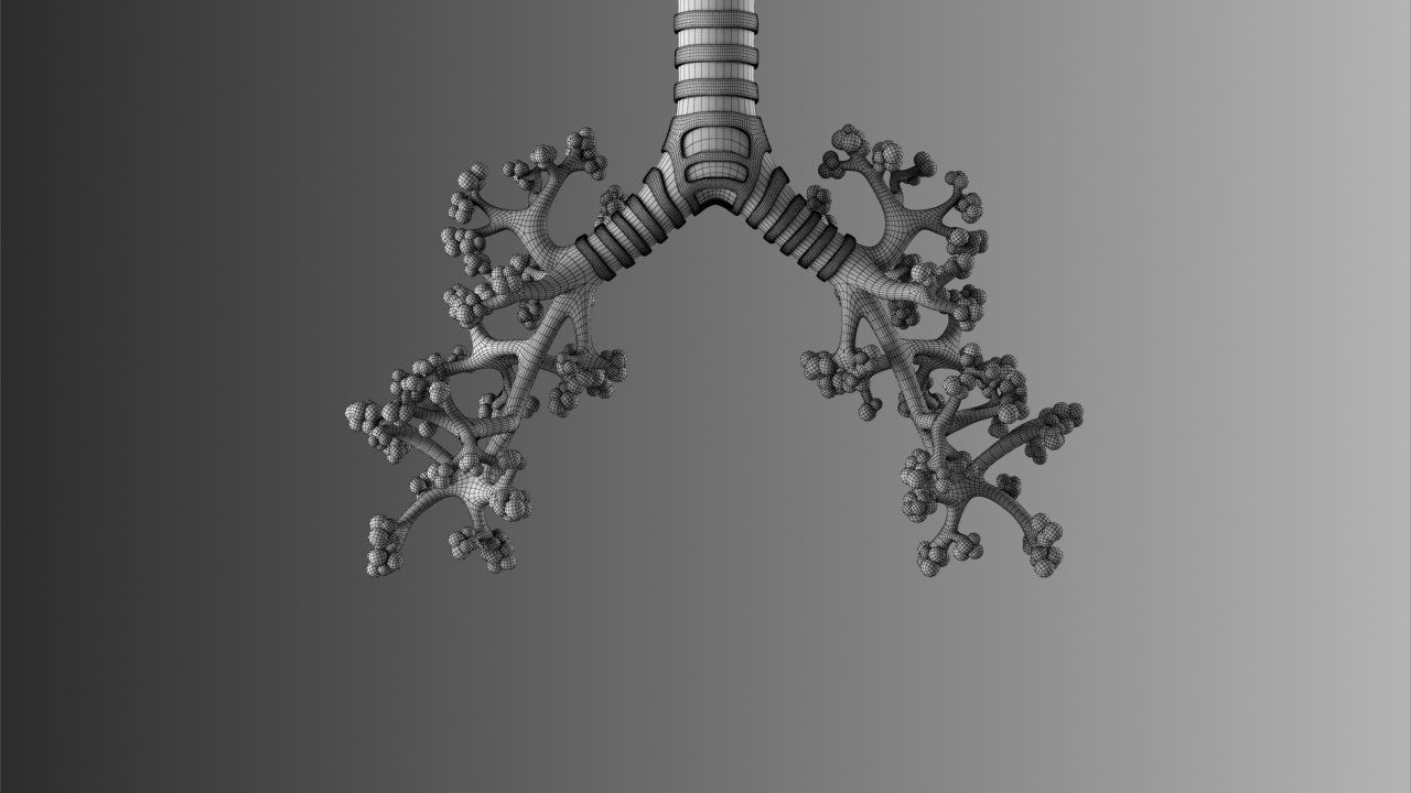 Lungs Animated 3D model_18