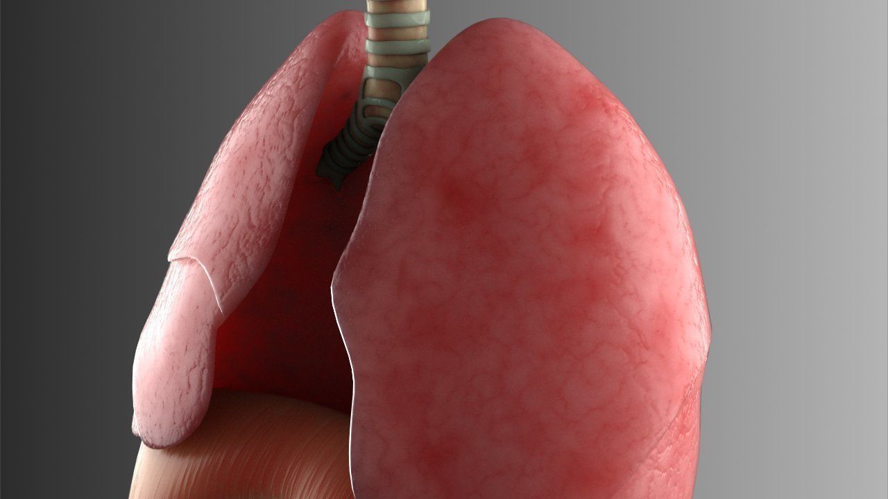 Lungs Animated 3D model_10