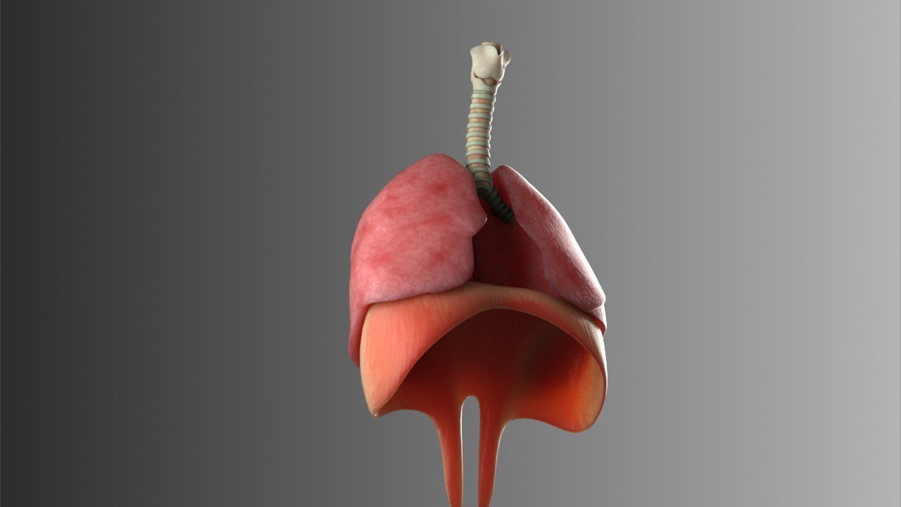 Lungs Animated 3D model_13