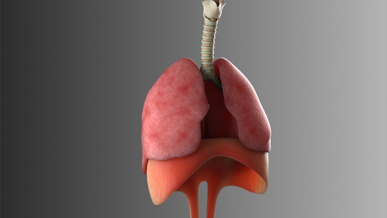 Lungs Animated 3D model_12