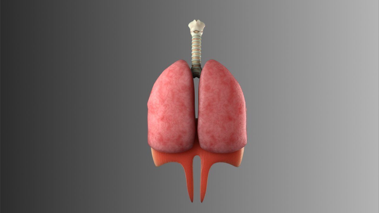 Lungs Animated 3D model_16