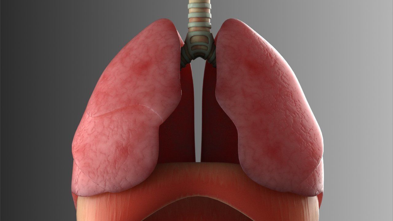 Lungs Animated 3D model_9