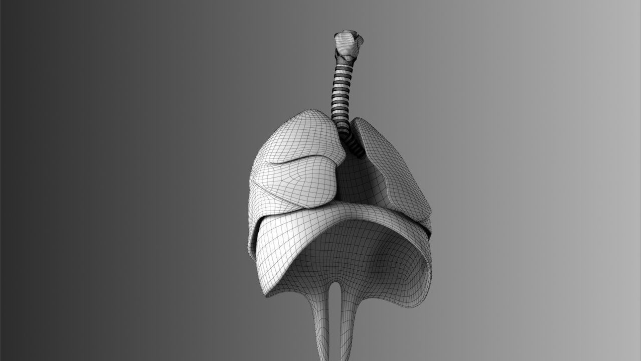 Lungs Animated 3D model_22