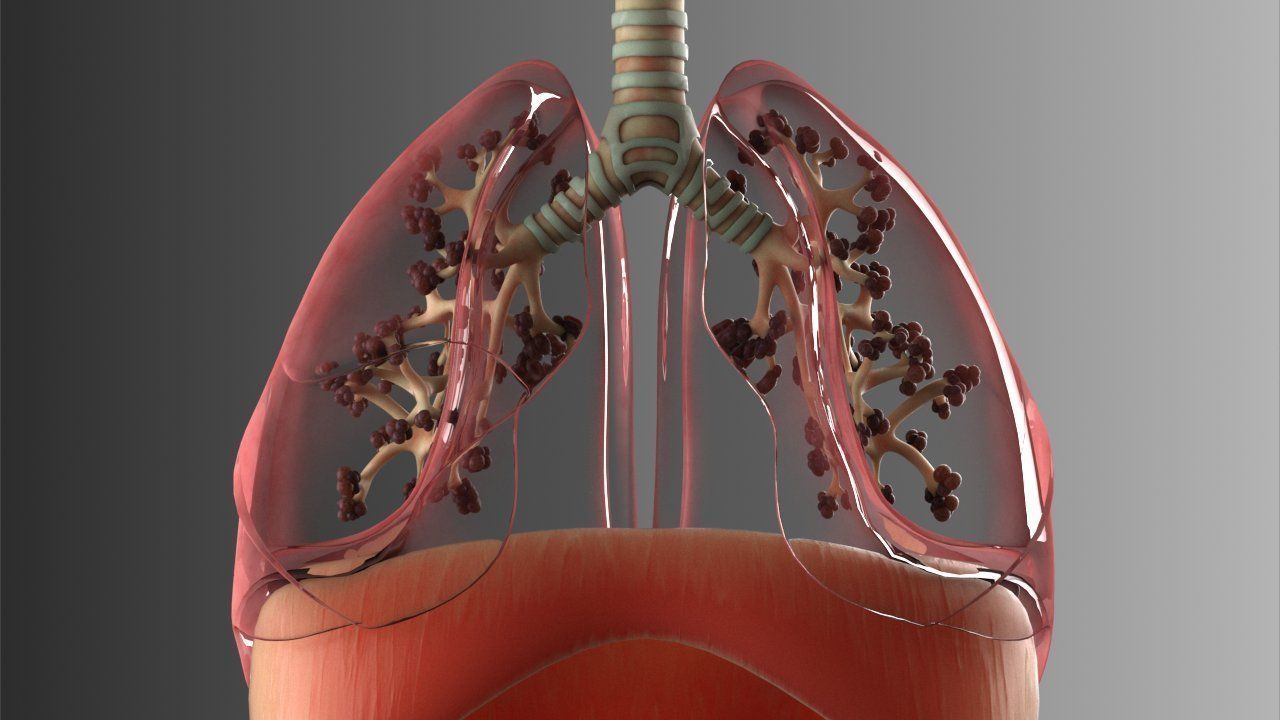 Lungs Animated 3D model_8