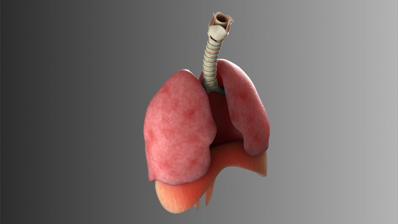 Lungs Animated 3D model_7
