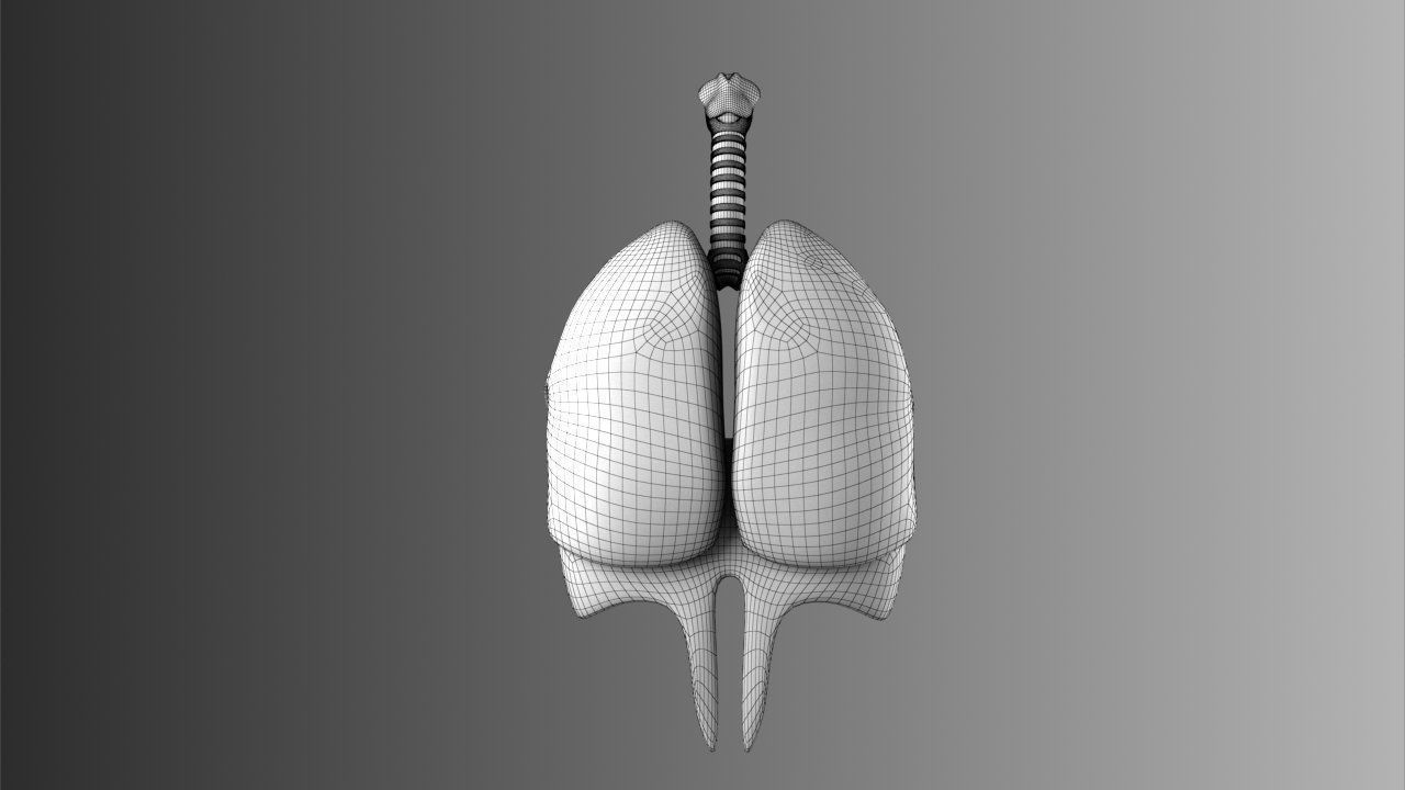 Lungs Animated 3D model_24