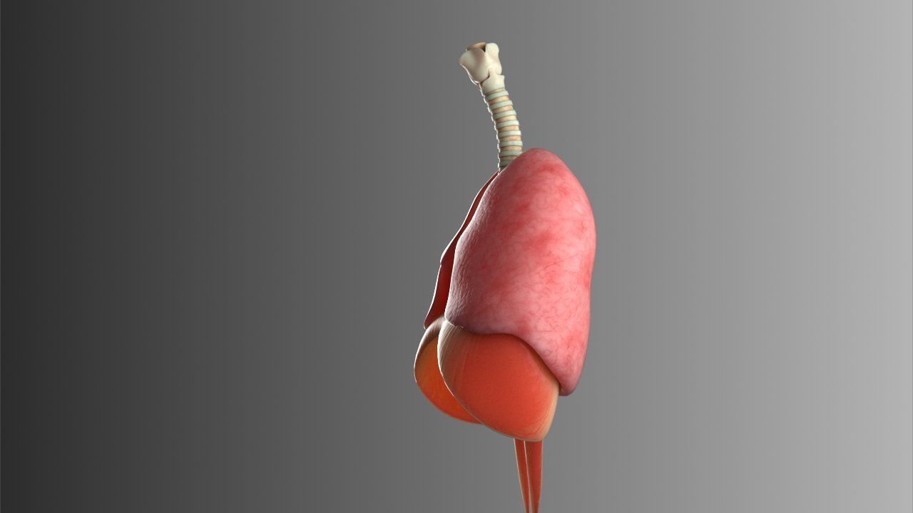 Lungs Animated 3D model_15
