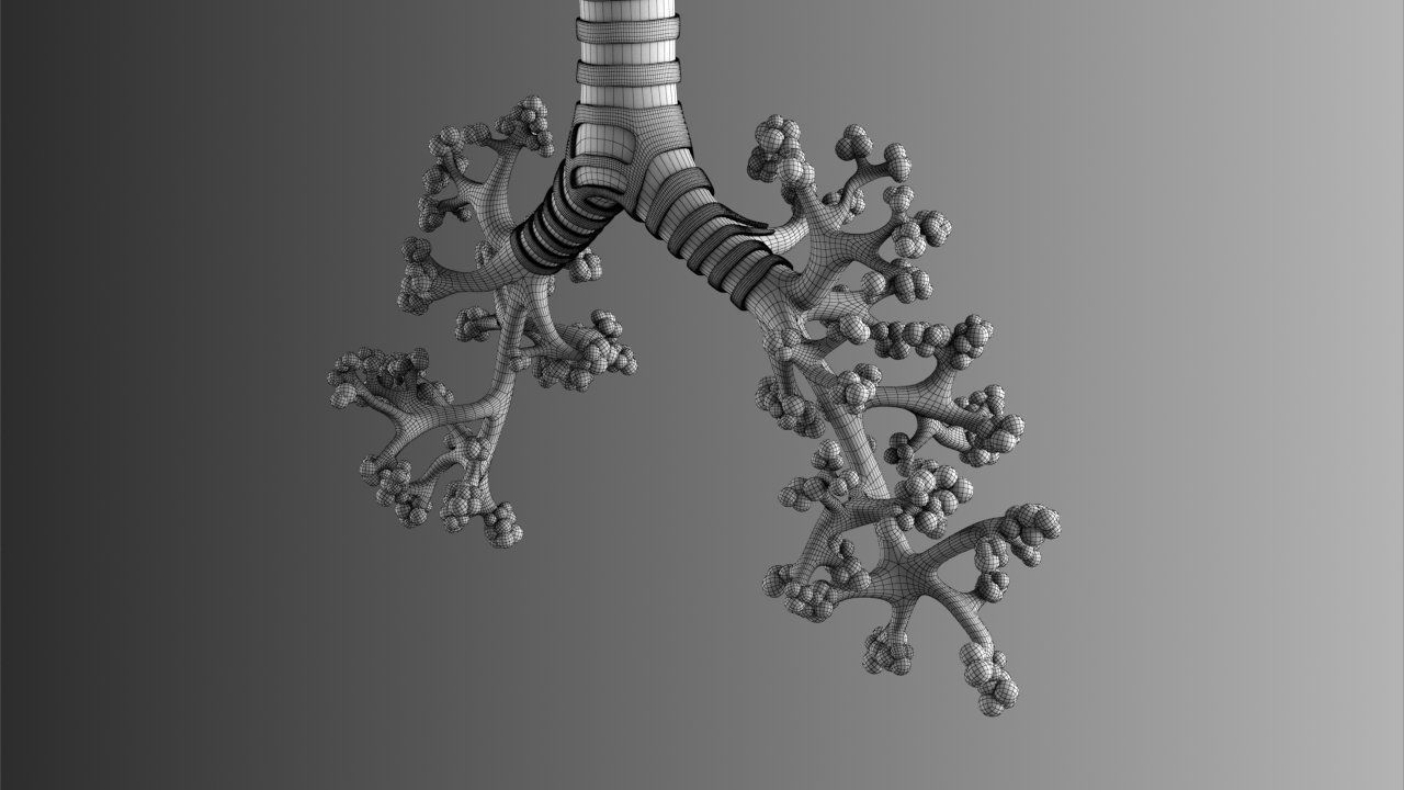Lungs Animated 3D model_20