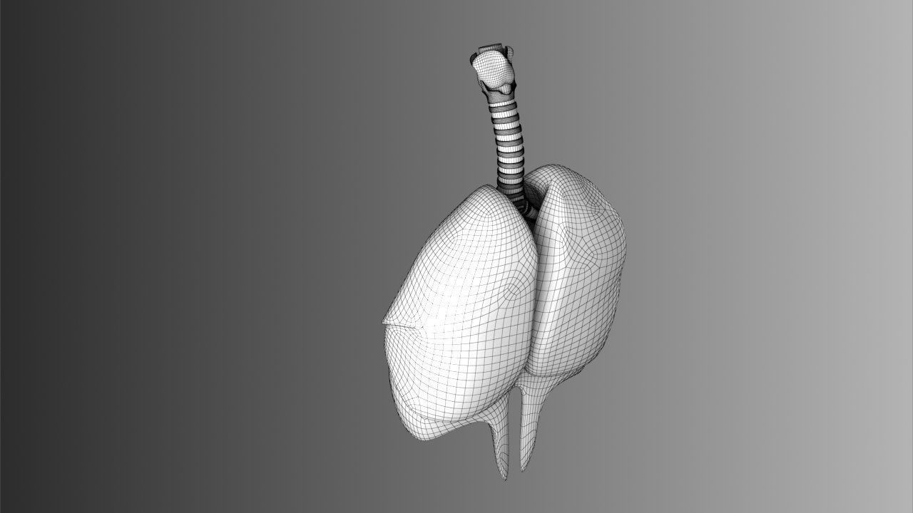 Lungs Animated 3D model_26