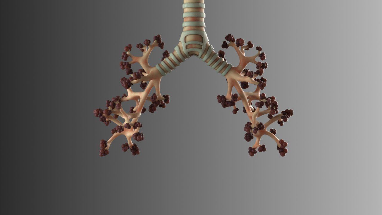 Lungs Animated 3D model_2