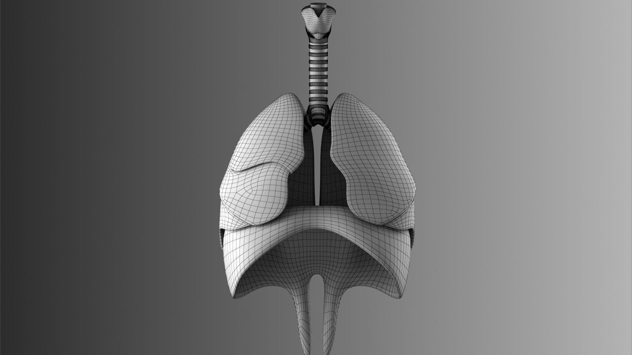 Lungs Animated 3D model_17