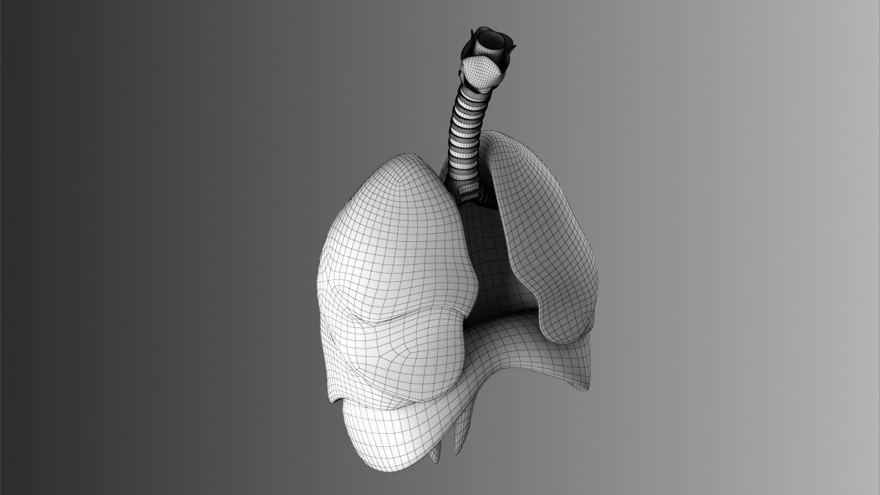 Lungs Animated 3D model_21