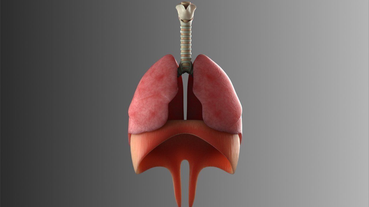 Lungs Animated 3D model_6