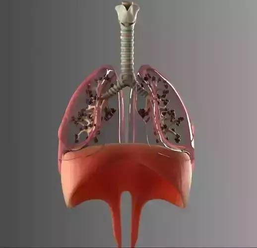 Lungs Animated 3D model