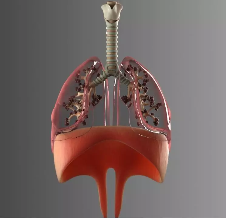 Lungs Animated 3D model_0