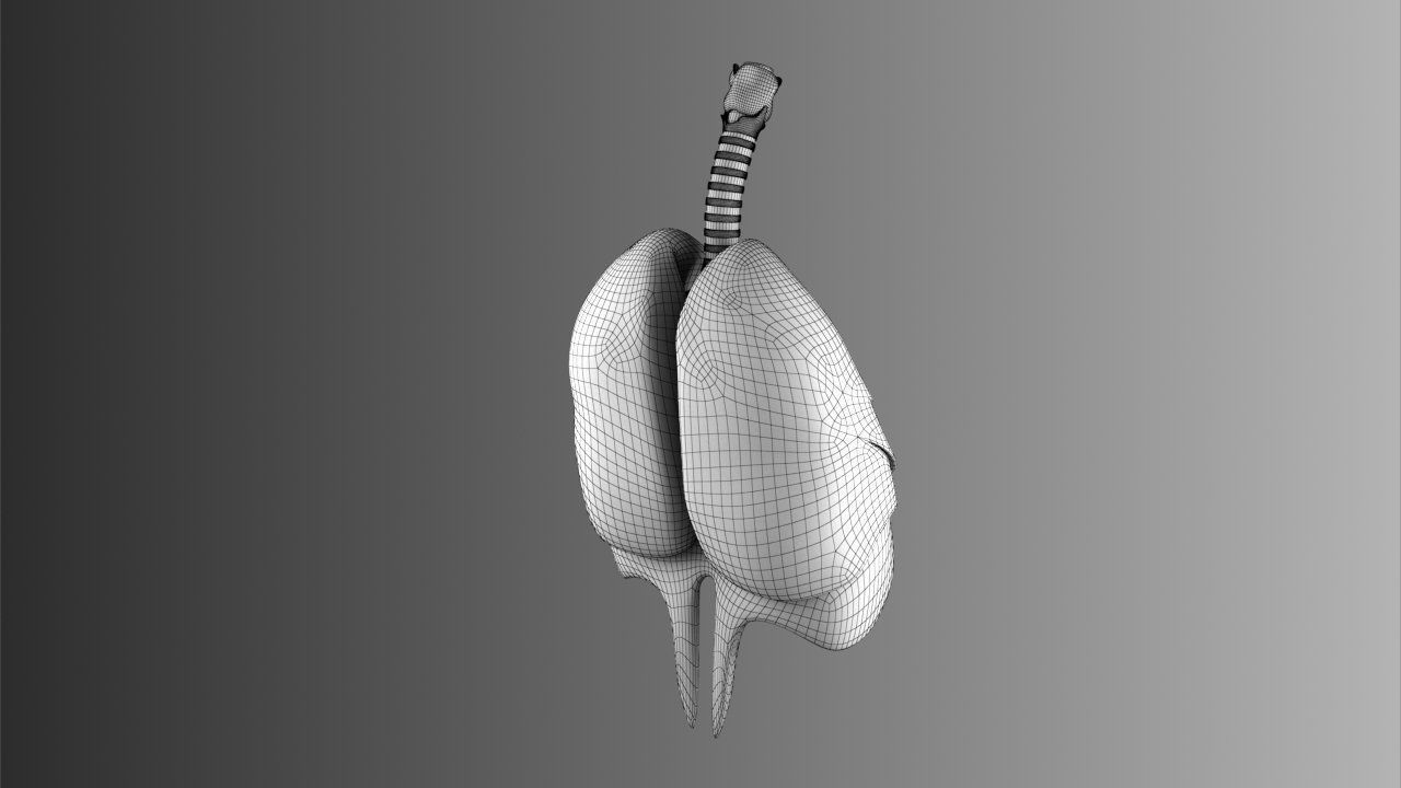 Lungs Animated 3D model_25