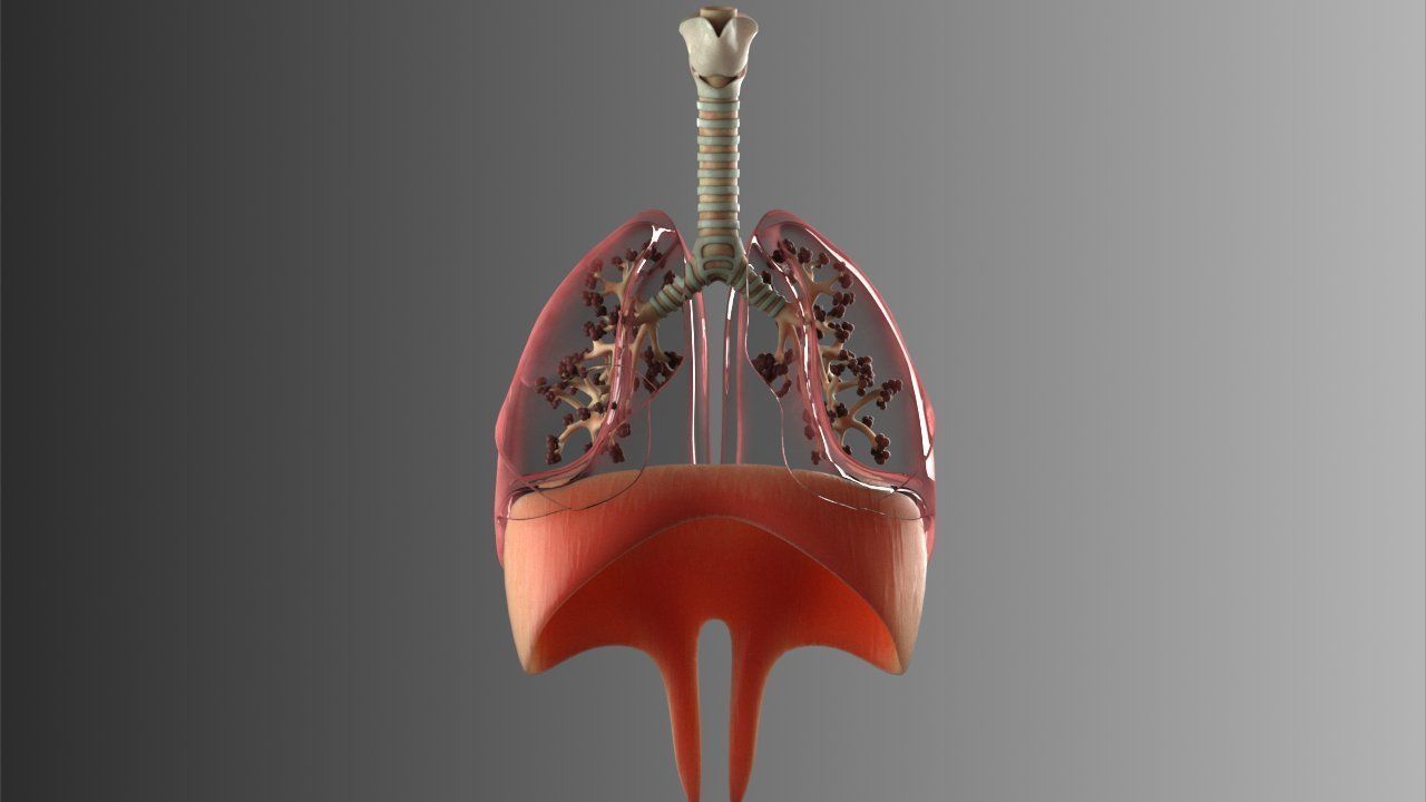 Lungs Animated 3D model_4