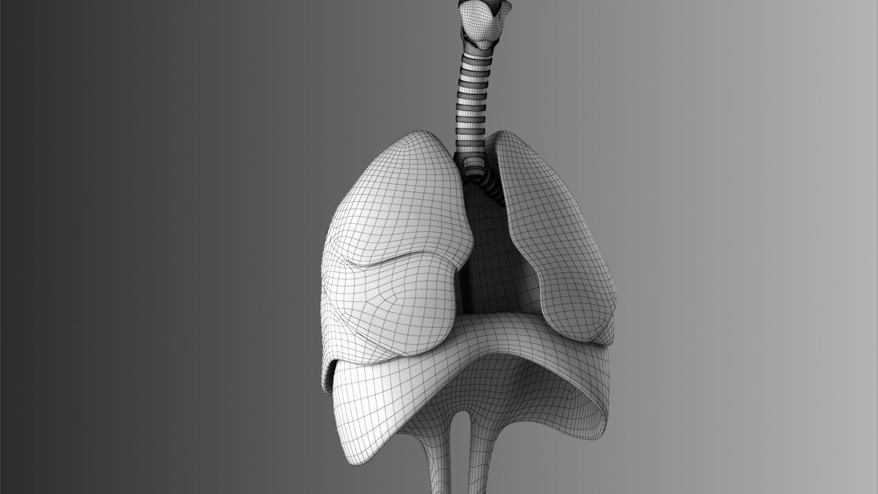 Lungs Animated 3D model_23