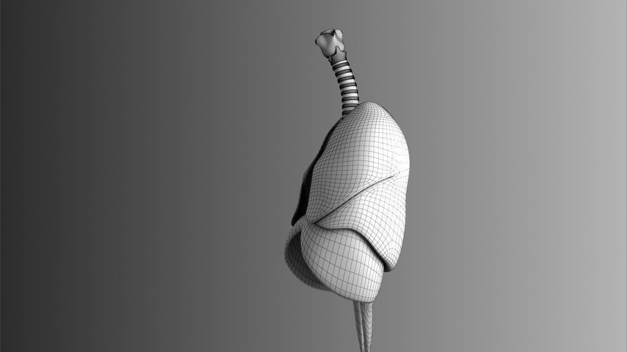 Lungs Animated 3D model_27