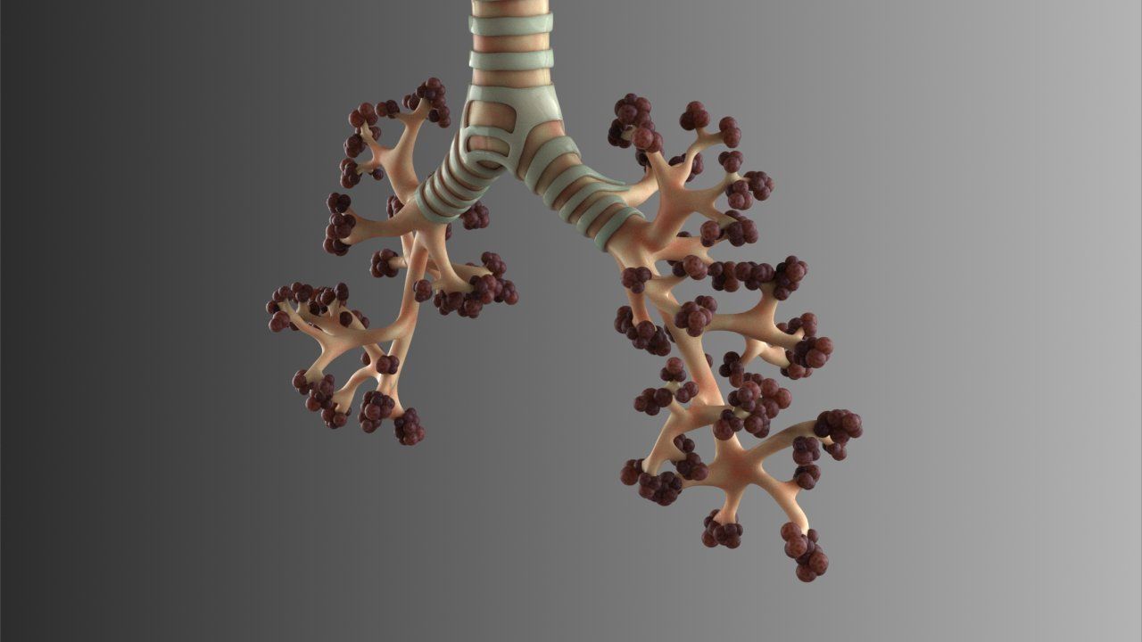 Lungs Animated 3D model_3