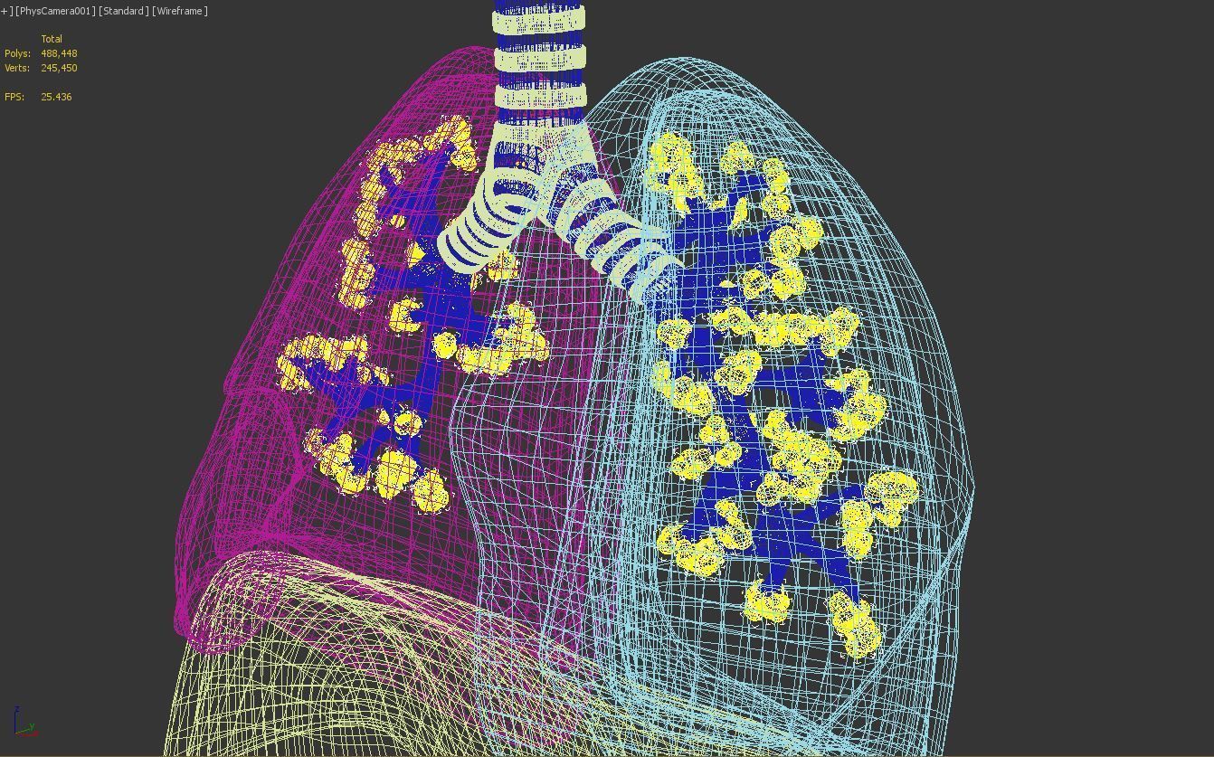 Lungs Animated 3D model_19