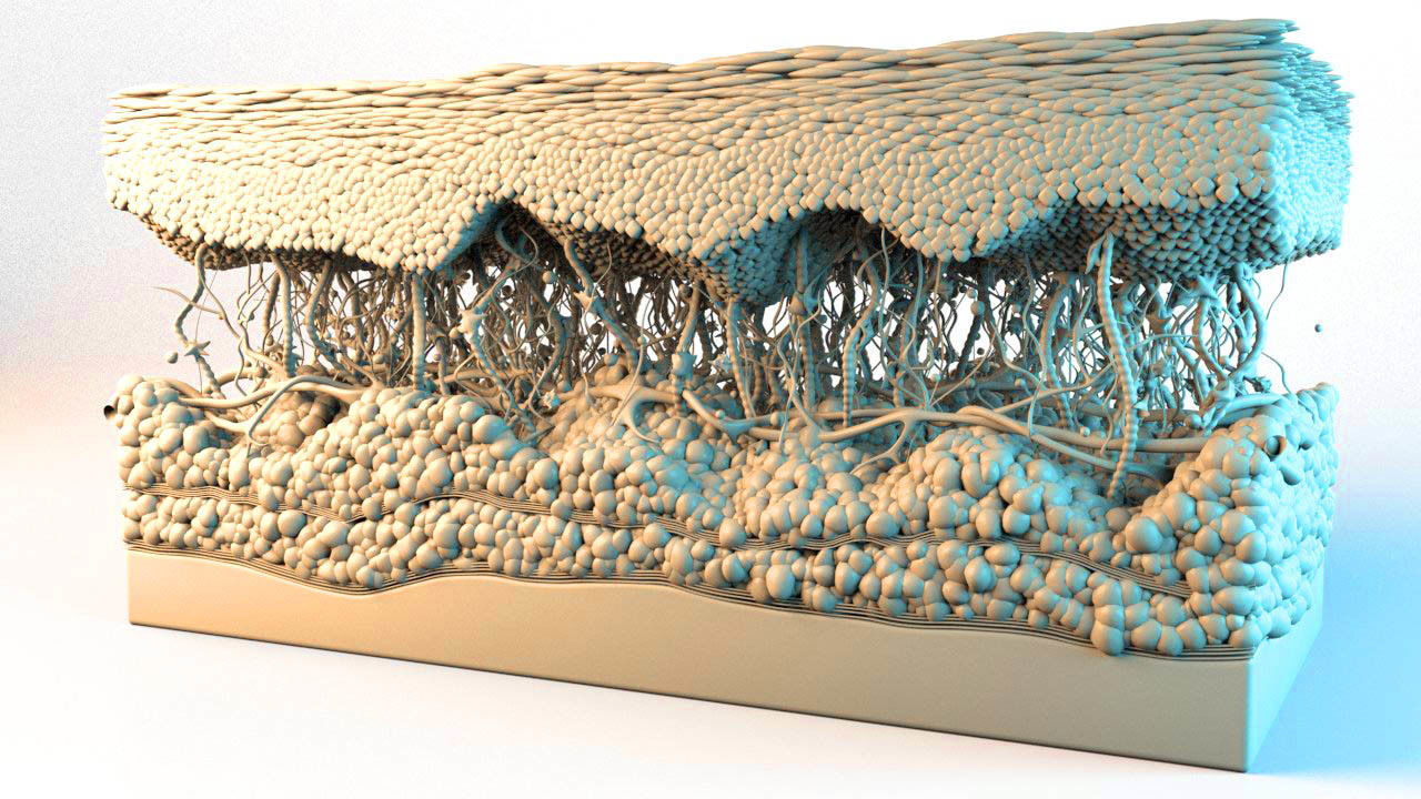 Skin Cross Section 3D model | CGTrader