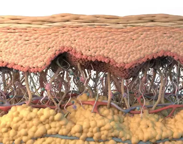 Skin Cross Section 3D model