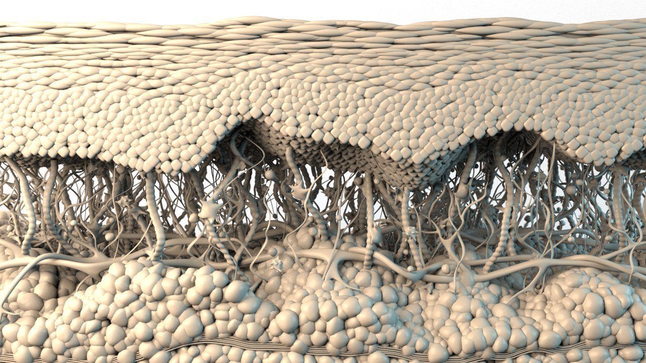 Skin Cancer Cells 3D model_24