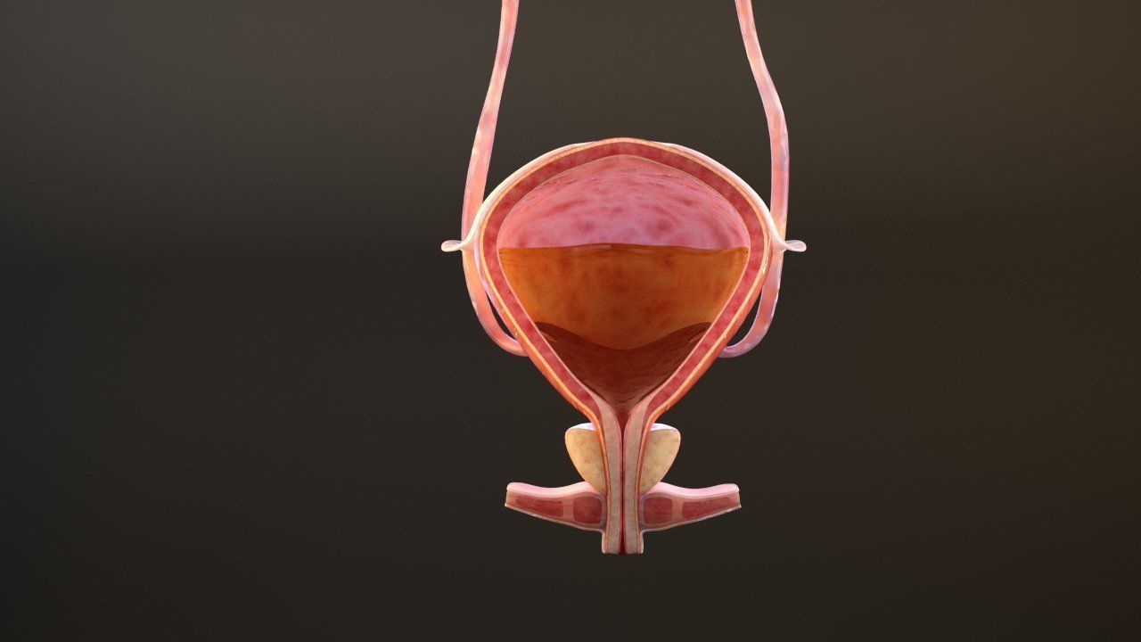 Bladder Cross Section 3D model_5