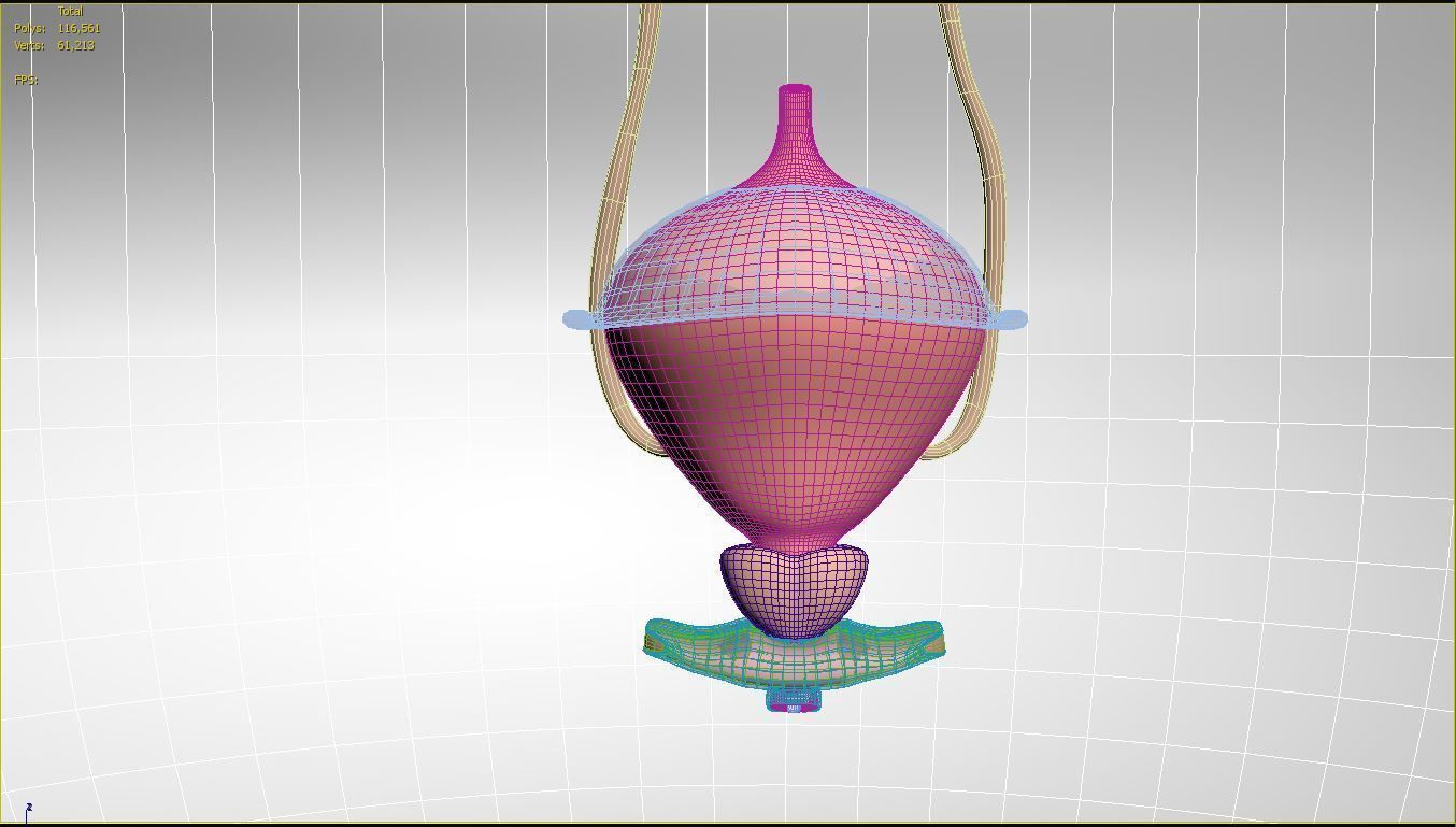 Bladder Cross Section 3D model_10