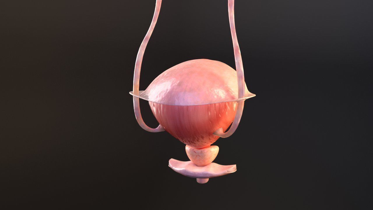 Bladder Cross Section 3D model_7