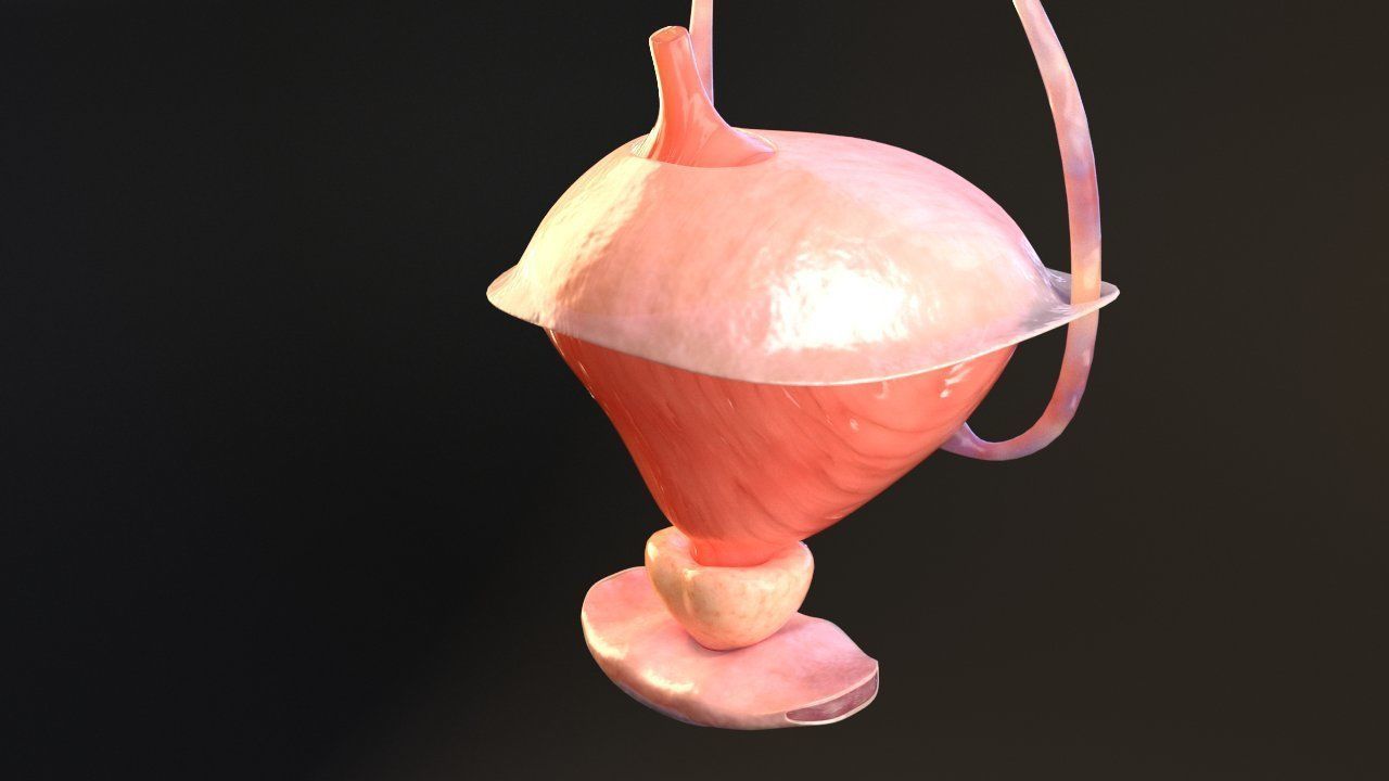 Bladder Cross Section 3D model_1