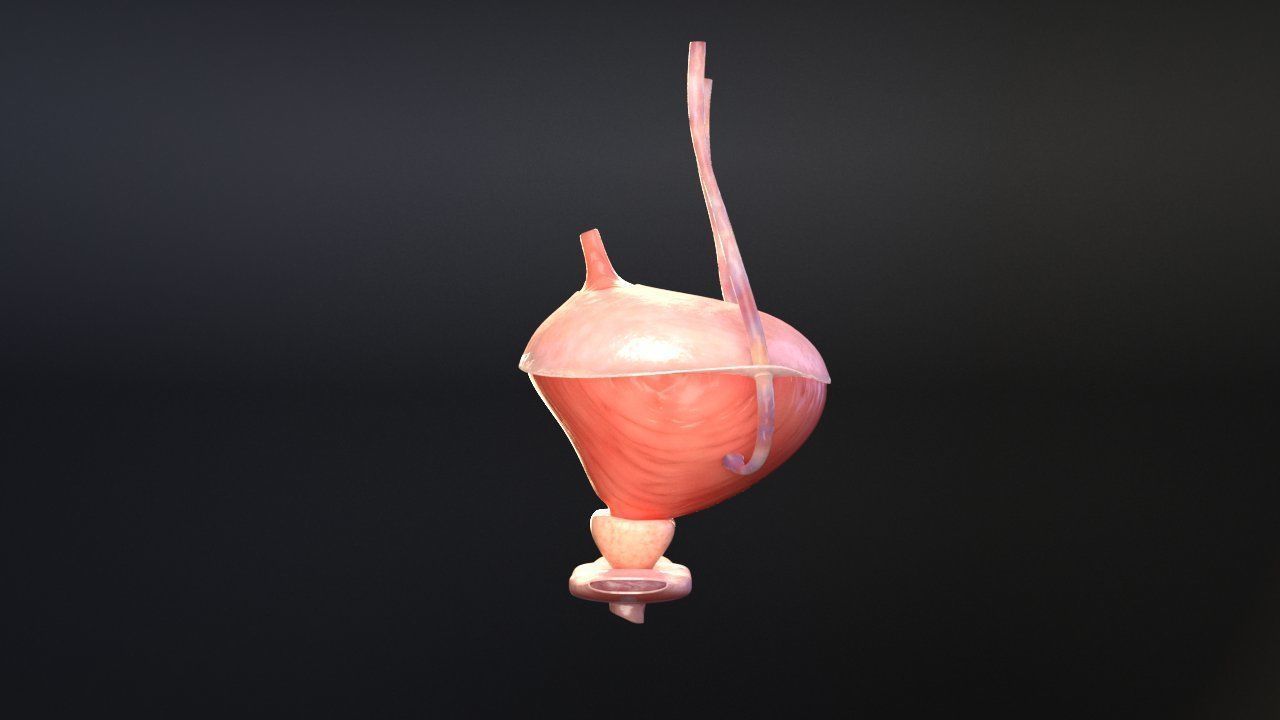 Bladder Cross Section 3D model_2