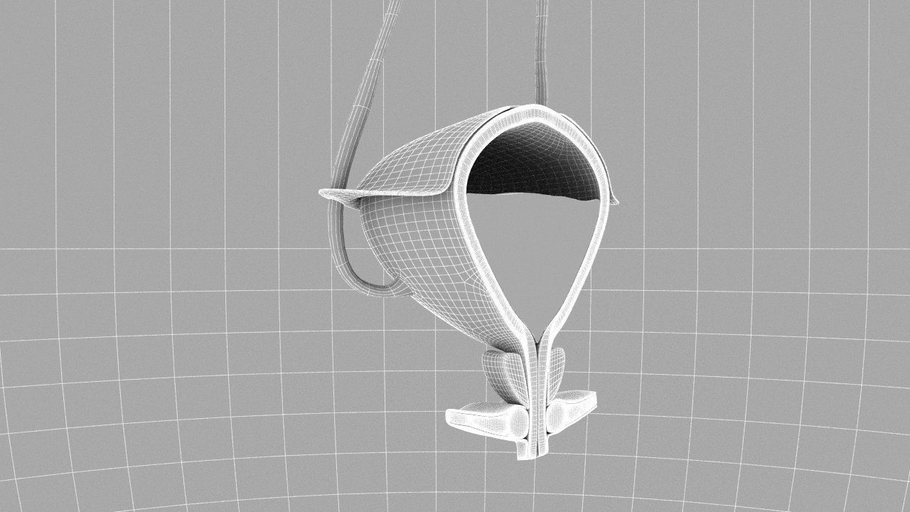 Bladder Cross Section 3D model_20