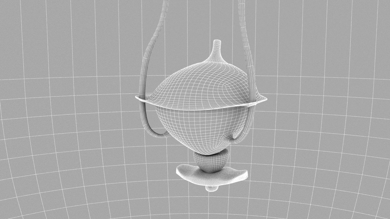 Bladder Cross Section 3D model_14
