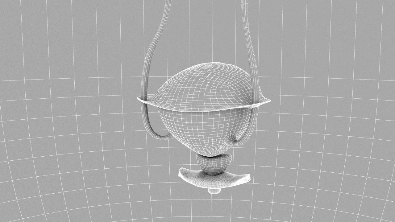 Bladder Cross Section 3D model_19