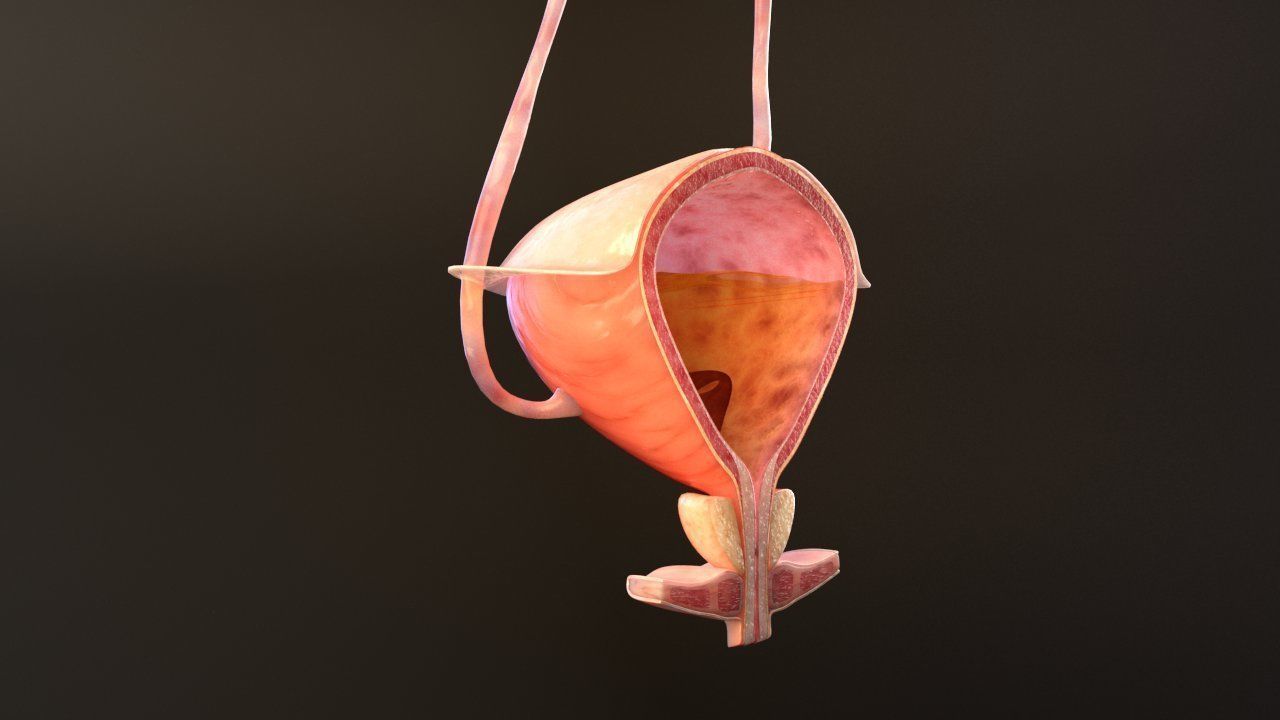 Bladder Cross Section 3D model_9
