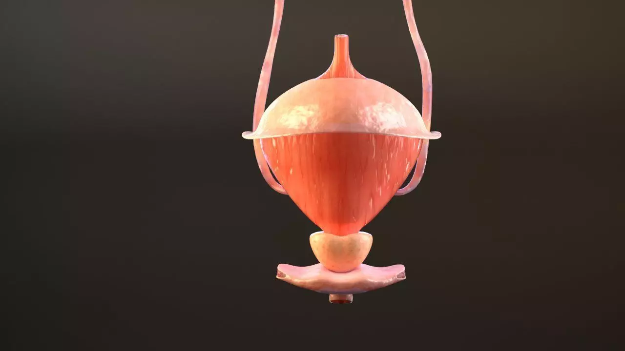 Bladder Cross Section 3D model_0