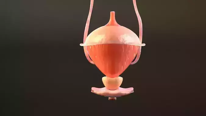  Bladder Cross Section 3D model