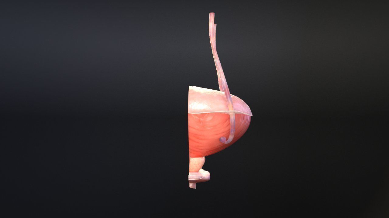 Bladder Cross Section 3D model_8