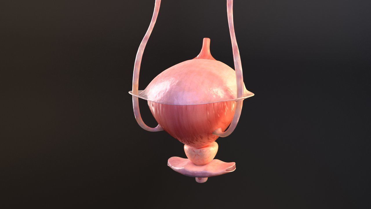 Bladder Cross Section 3D model_3