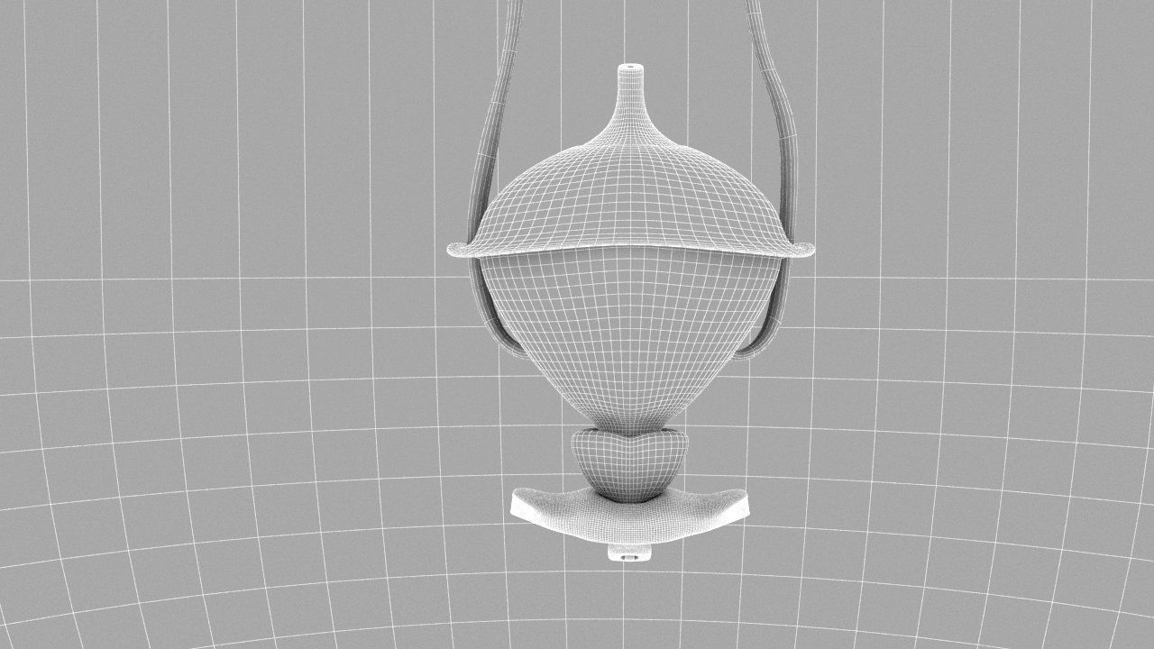 Bladder Cross Section 3D model_11
