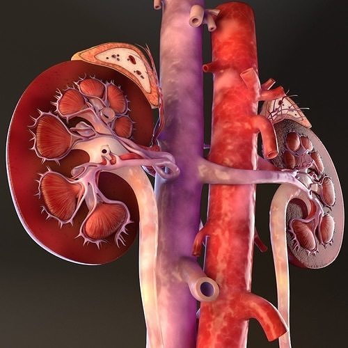 Kidney Cross Section 3D model