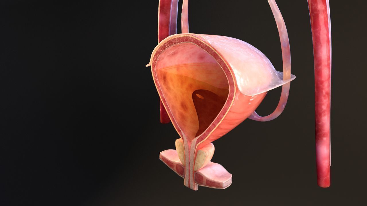 Urinary Kidney System 3D model_17