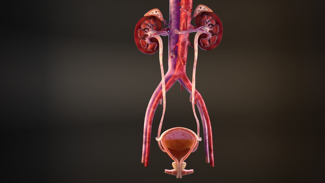 Urinary Kidney System 3D model_11