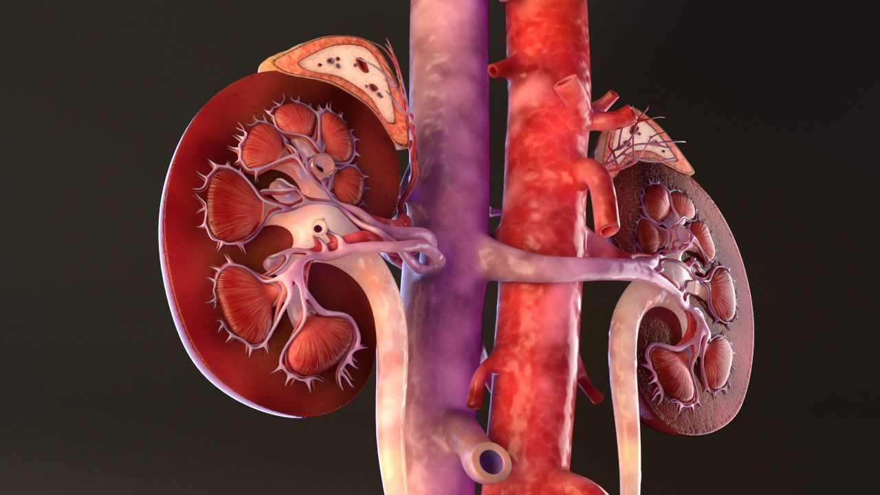 Urinary Kidney System 3D model_18