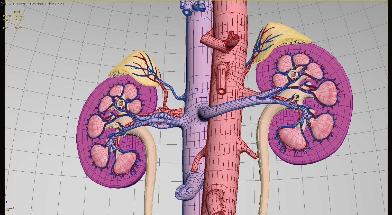 Urinary Kidney System 3D model_2