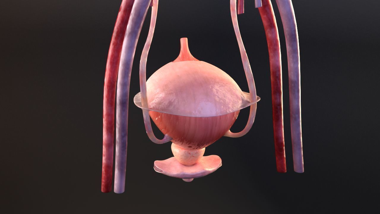 Urinary Kidney System 3D model_8